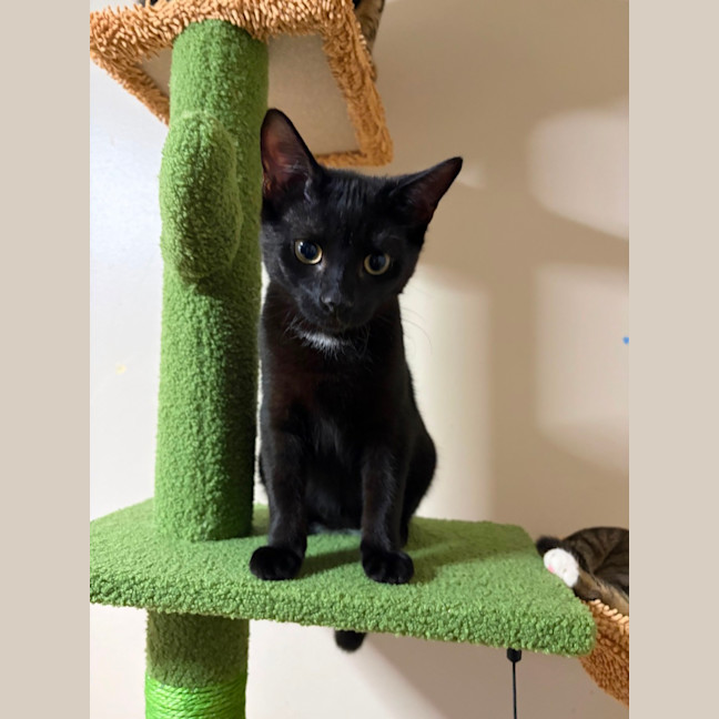 Photo of Ollie 