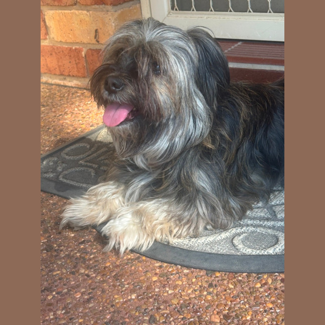 Photo of Bonnie   3 Year Old Shih Tzu