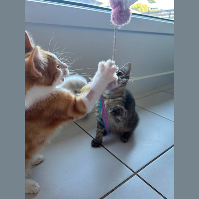 Photo of Pom Pom Meet Me @Petstock Mornington Nepean Hwy 