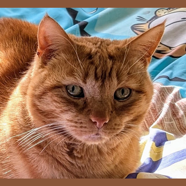 Photo of Ginger (Gigi)