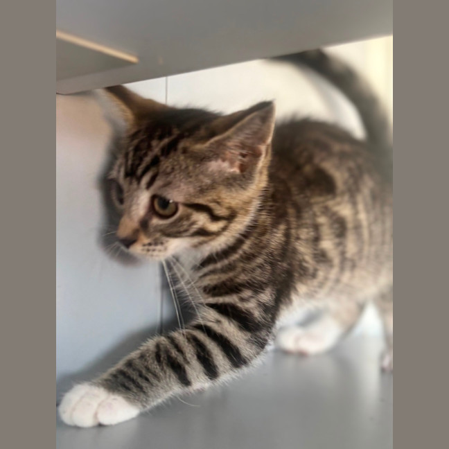 Photo of Cassius 