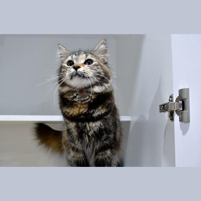 Photo of Tika Meowsala