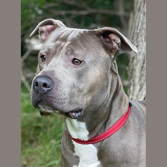 Photo of Thor
