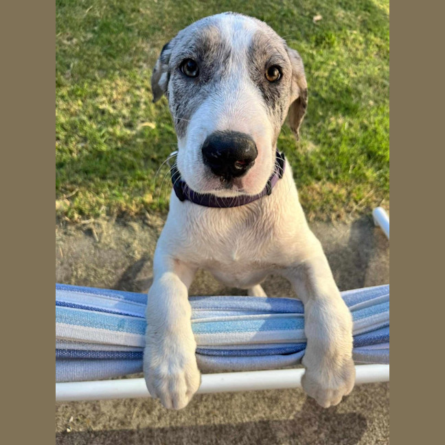 Photo of Honey Queen