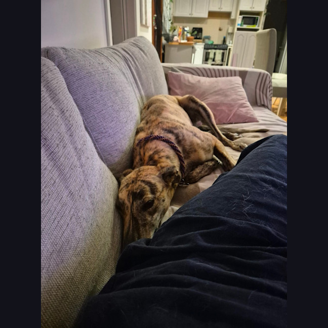 Photo of Fruity, The Tiny Greyhound