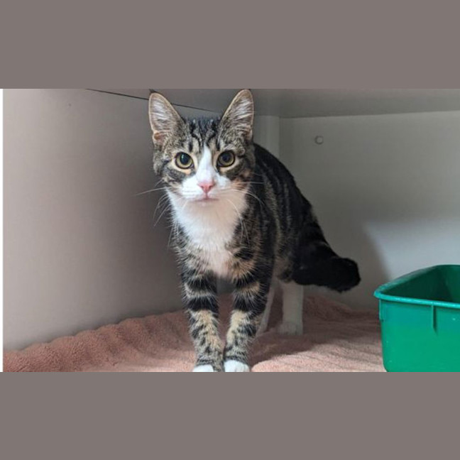 Photo of Cookie