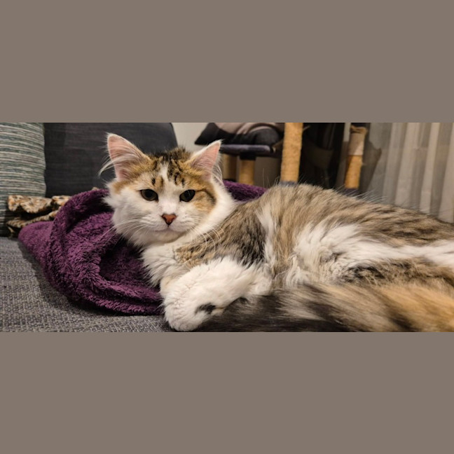 Photo of Sarsaparilla  *9 Lives Project Rescue*