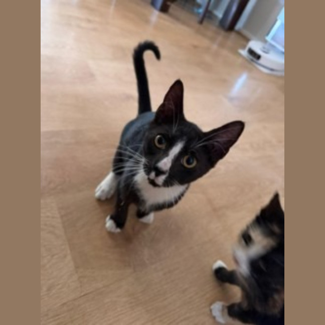 Photo of Apollo