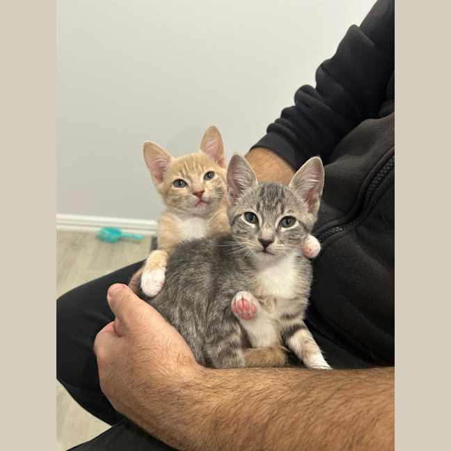 Photo of Duke 🤎 & Dixie 🧡