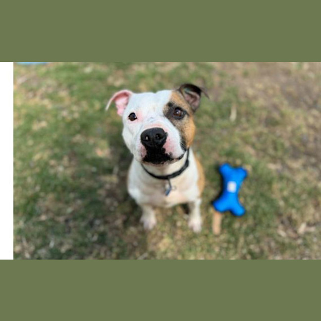 Photo of Rocky