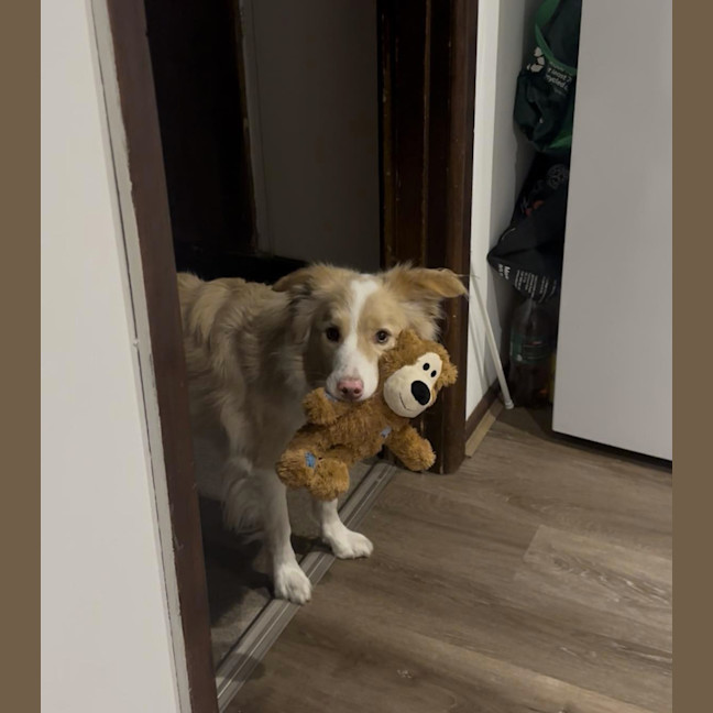 Photo of Lucky