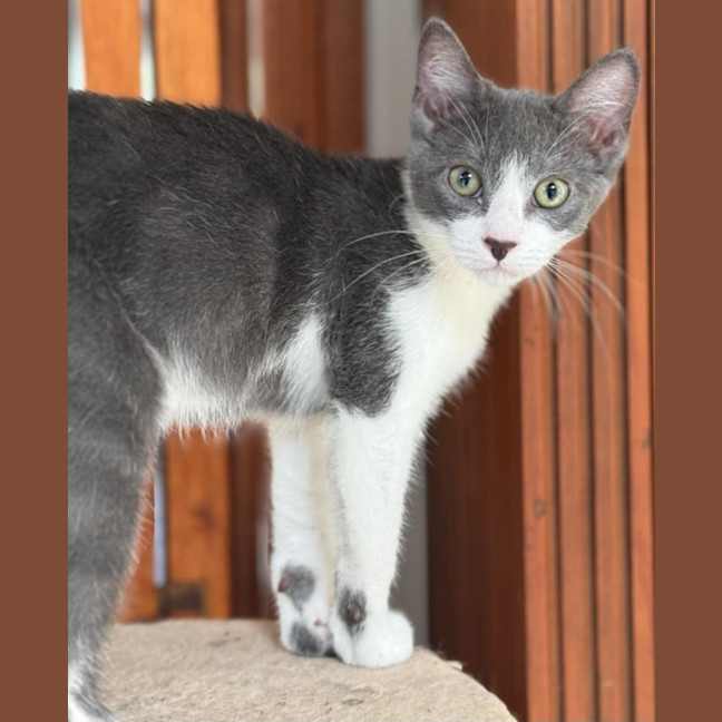 Photo of Zorro