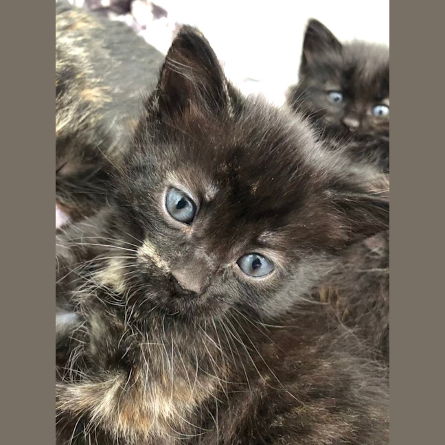 Photo of Misstachio   2 Month Old Domestic Short(trial)