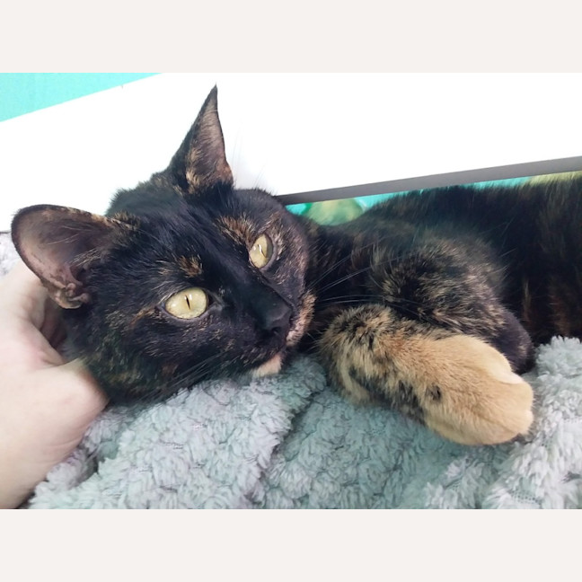 Photo of Bonnie