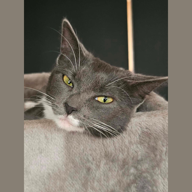Photo of Cinder