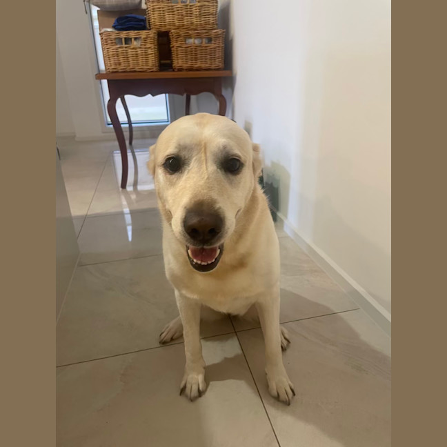Photo of Gidget