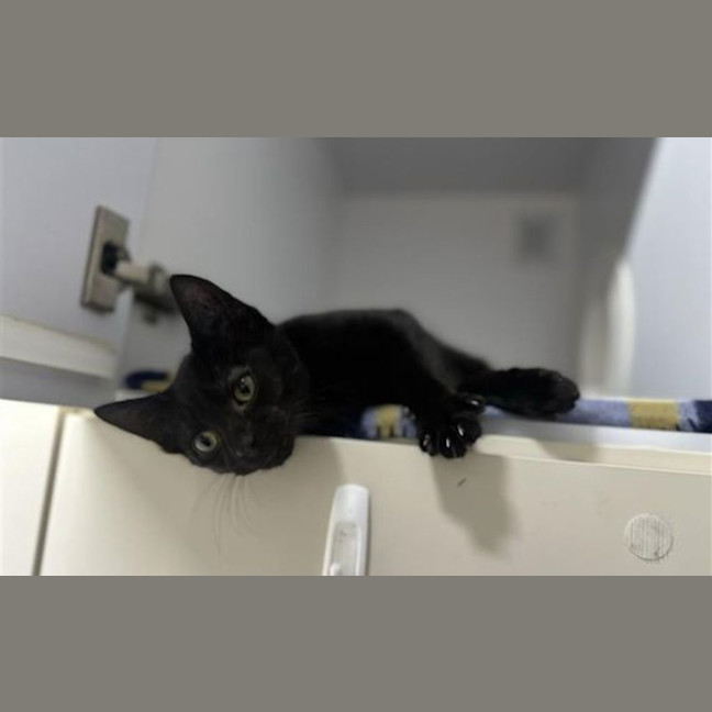 Photo of Loki