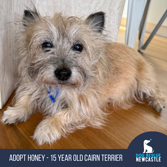 Photo of Honey   15 Year Old Cairn Terrier
