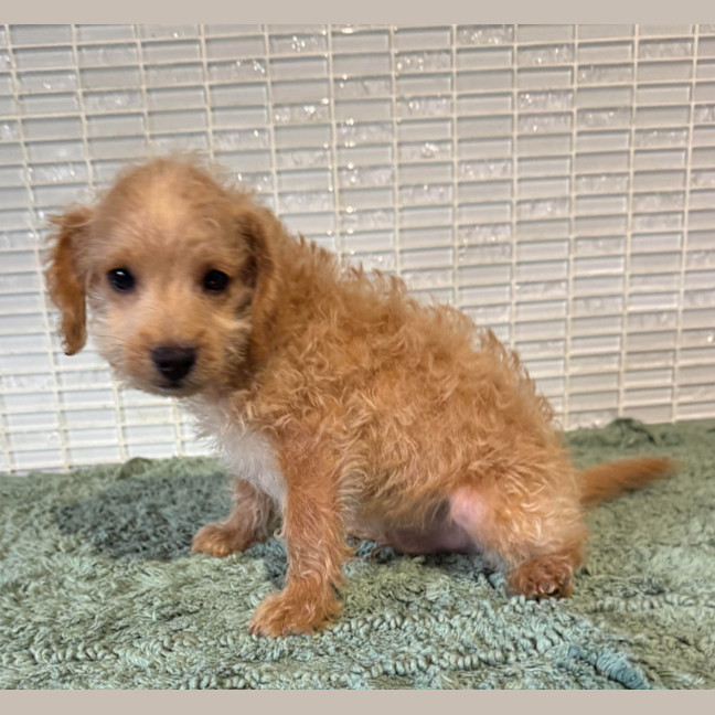Photo of Scruffy 