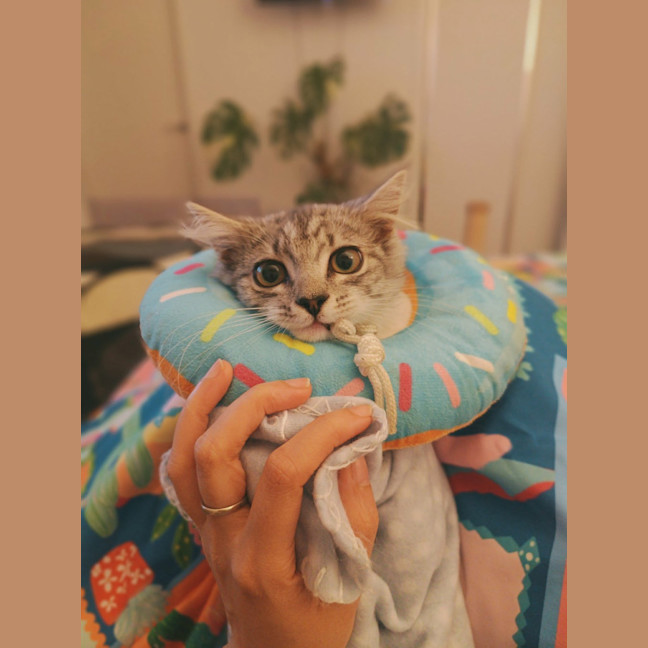 Photo of Judy Garland