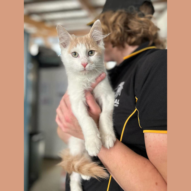 Photo of Frank Catton