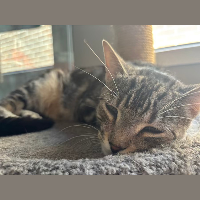 Photo of Finn