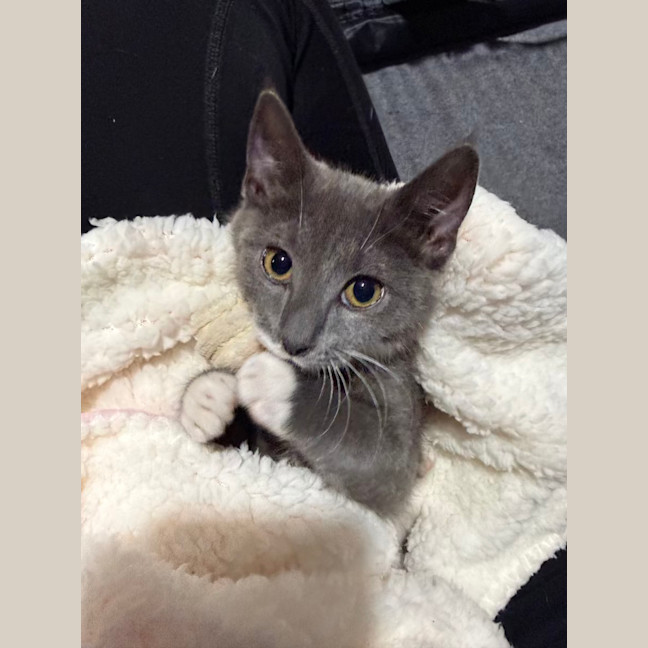 Photo of Mittens