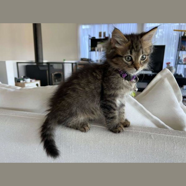 Photo of Otis