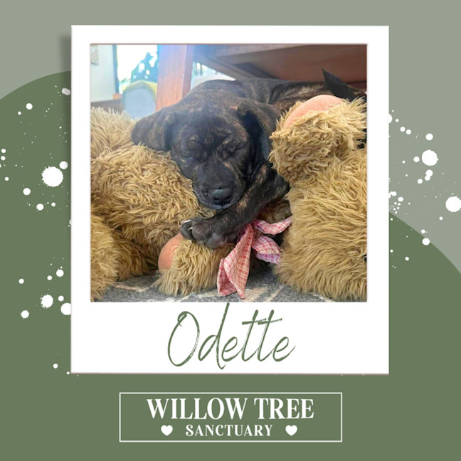 Photo of Odette