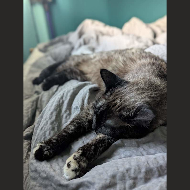 Photo of Sheeba