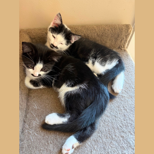 Photo of Flirt Meet Me At Petstock Chelsea