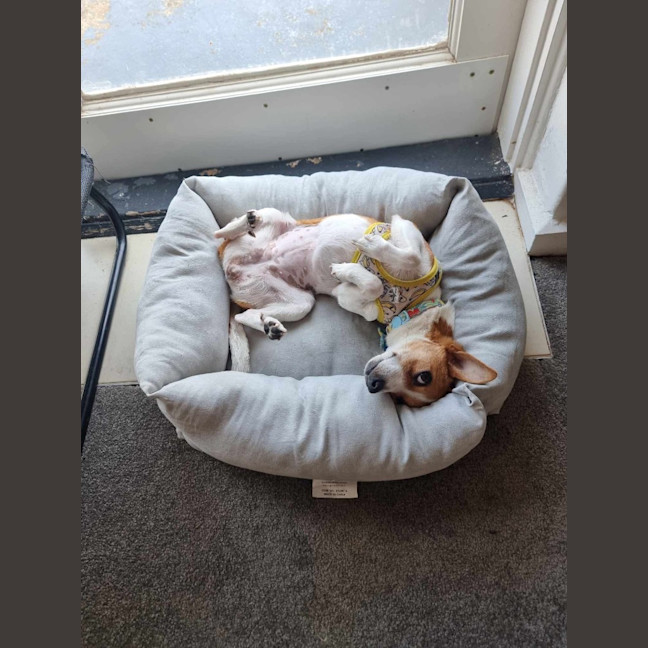 Photo of Dizzy