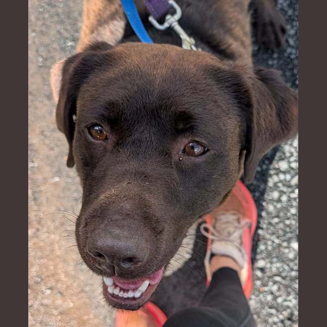 Photo of Olive
