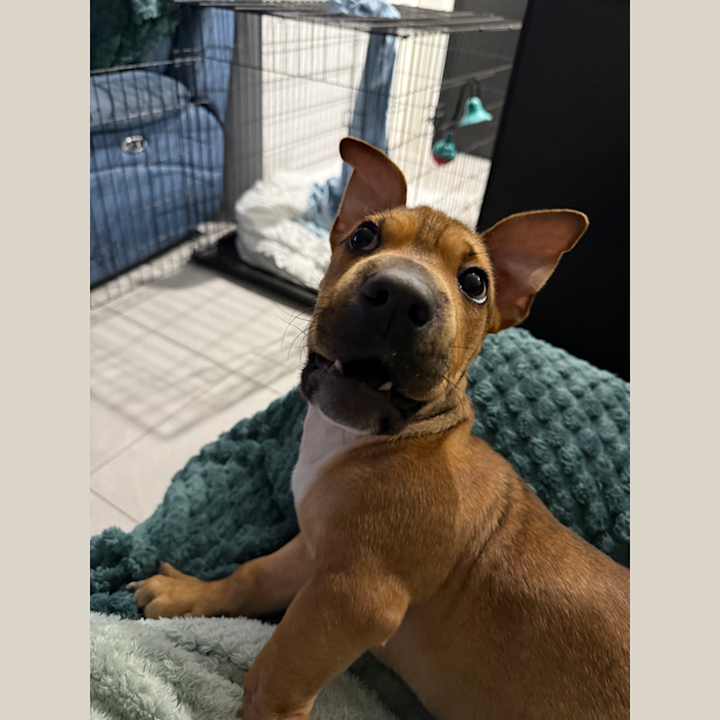 Photo of Scrappy Doo