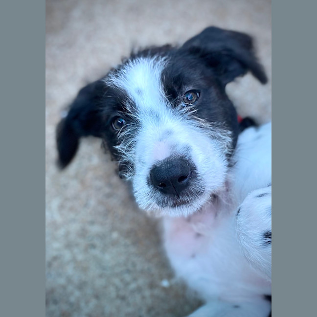 Photo of Piper