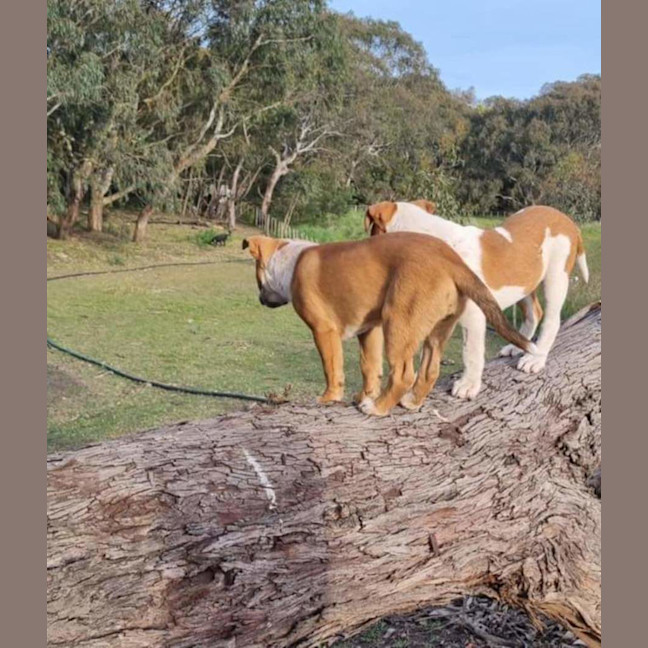 Photo of Chunky