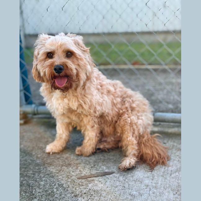 Photo of Bailey