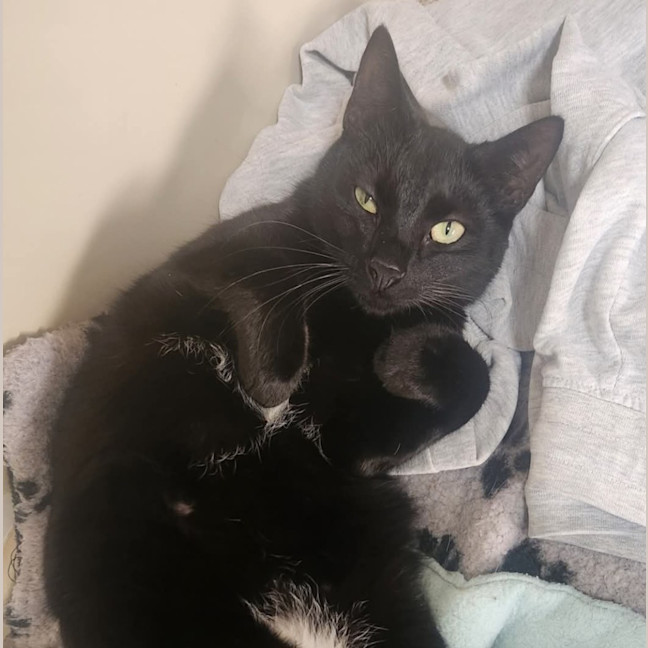 Photo of Aglaea Nova