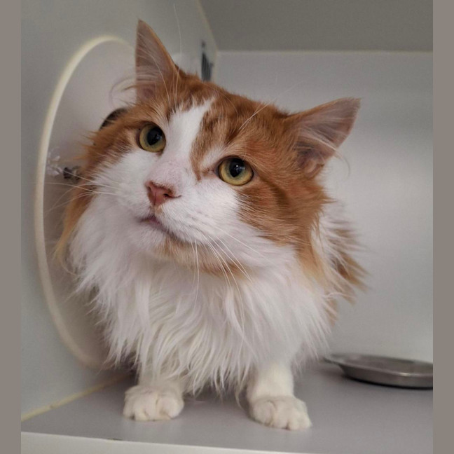 Photo of Cheeto