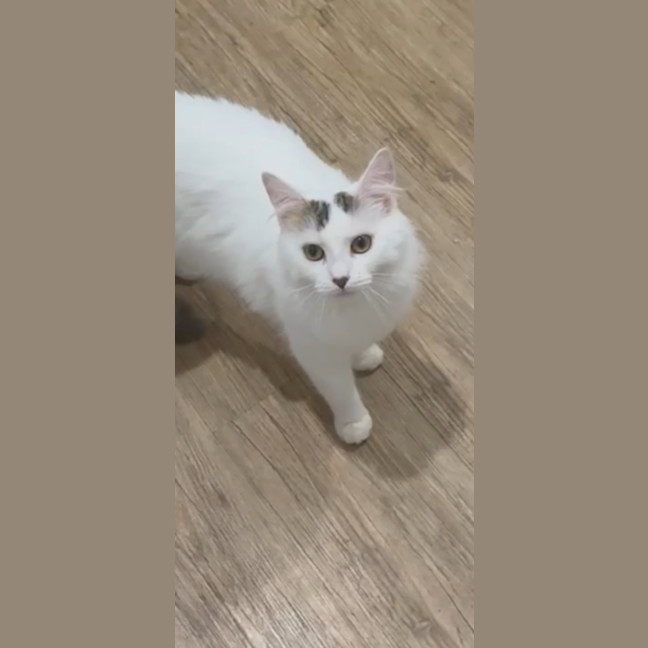 Photo of Pumpkin   Now Available At Pet Quarters Broadmeado