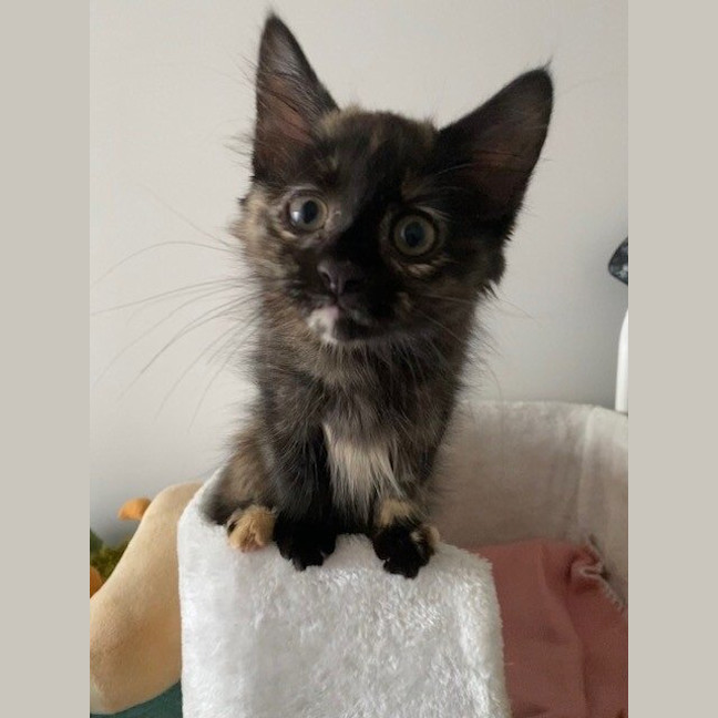 Photo of Pancake