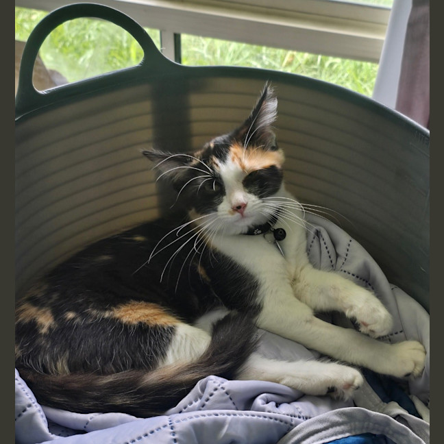 Photo of Mochi