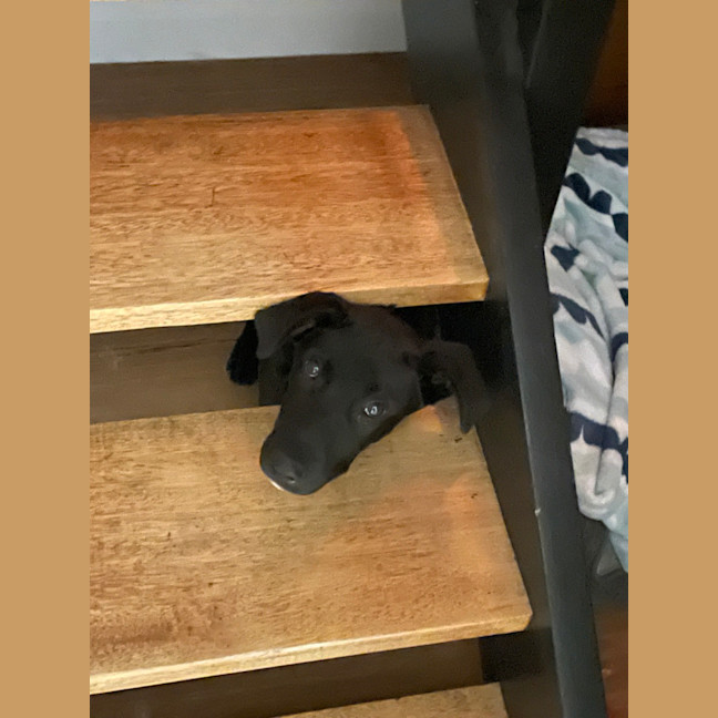 Photo of Toto   5 Month Old German Shepherd X