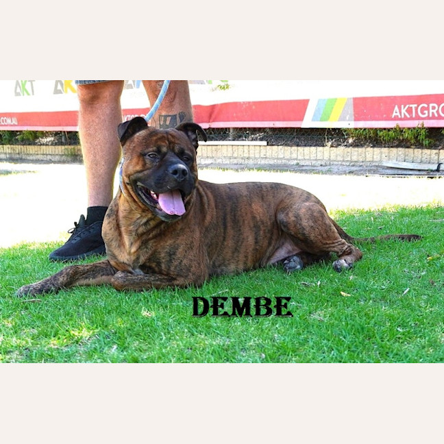 Photo of Dembe