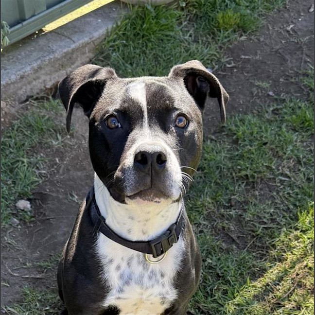 Photo of Snoop