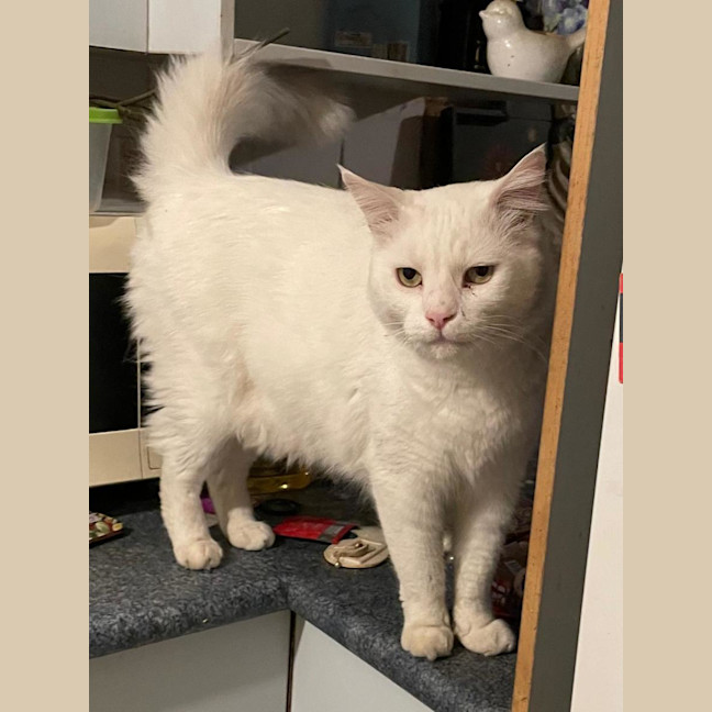 Photo of Snowy