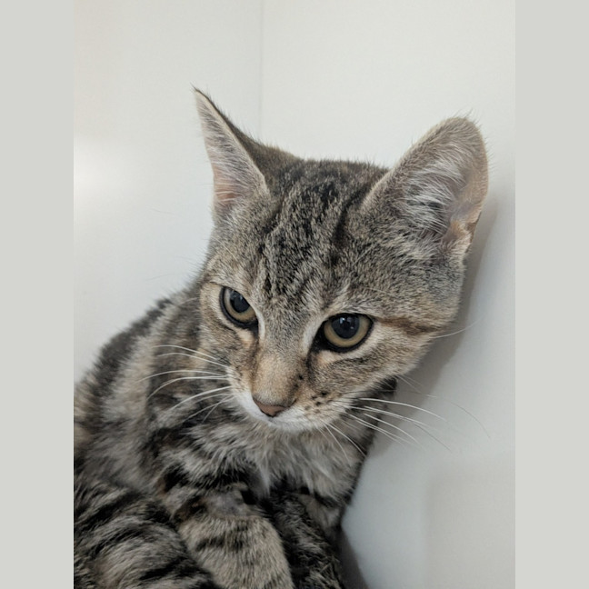 Photo of 🥪 Jaffle 6989 🥪