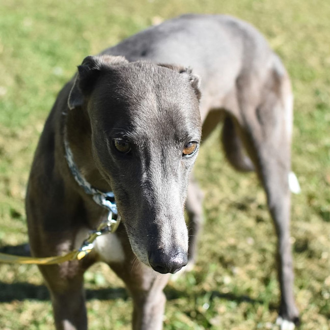 Photo of Plankton The Greyhound