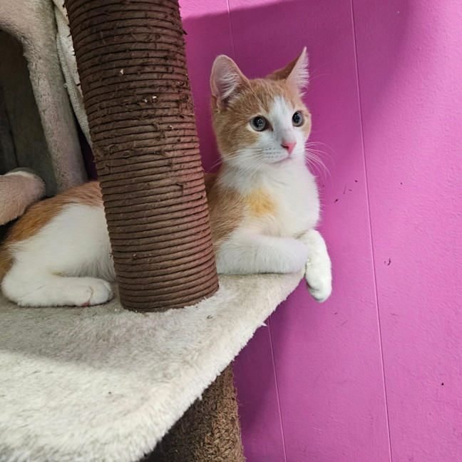 Photo of Little Jack