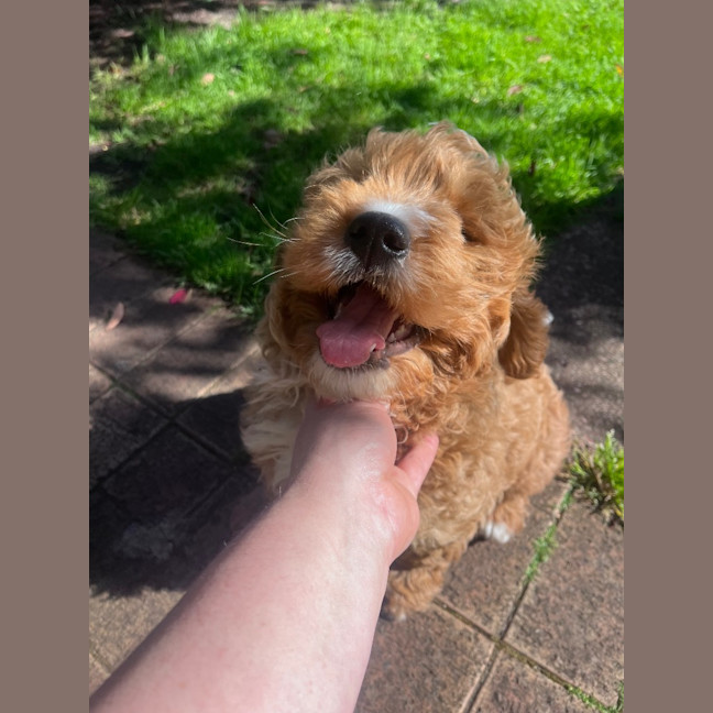 Photo of Teddy